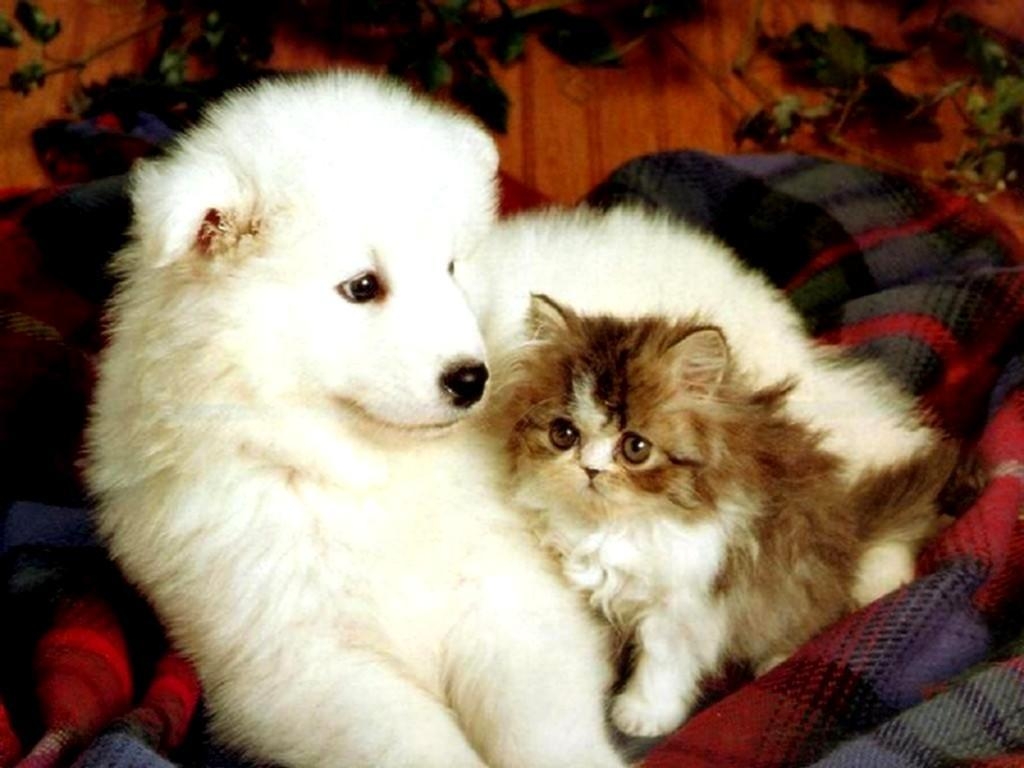 1030x770 Wallpaper Of Kittens And Puppies, Desktop