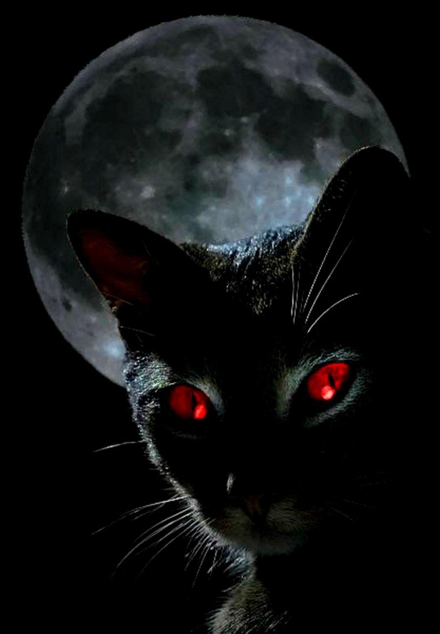 900x1300 Black Cat Red Eyes HD Wallpaper, Phone