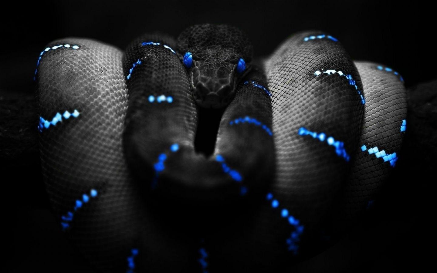 1440x900 animals, Snake, Selective Coloring, Boa Constrictor Wallpaper HD, Desktop