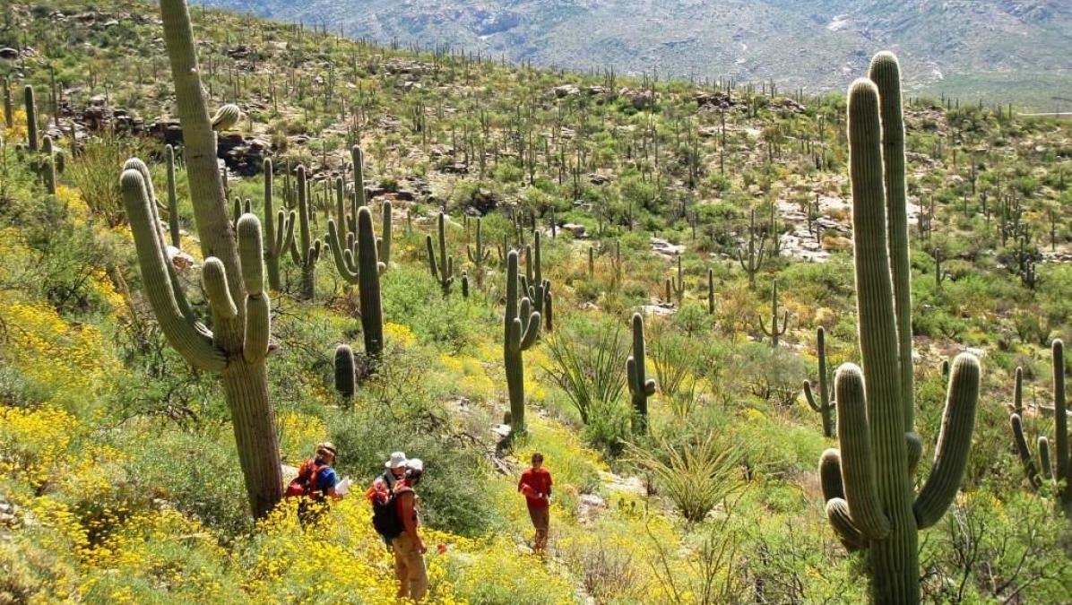 1200x680 The Saguaro Cactus: A 75 Year Perspective From Saguaro National, Desktop