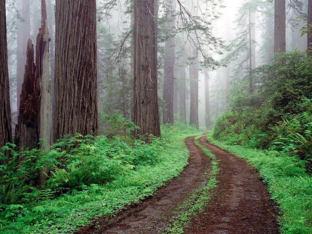 1030x770 Redwood Forest, Desktop