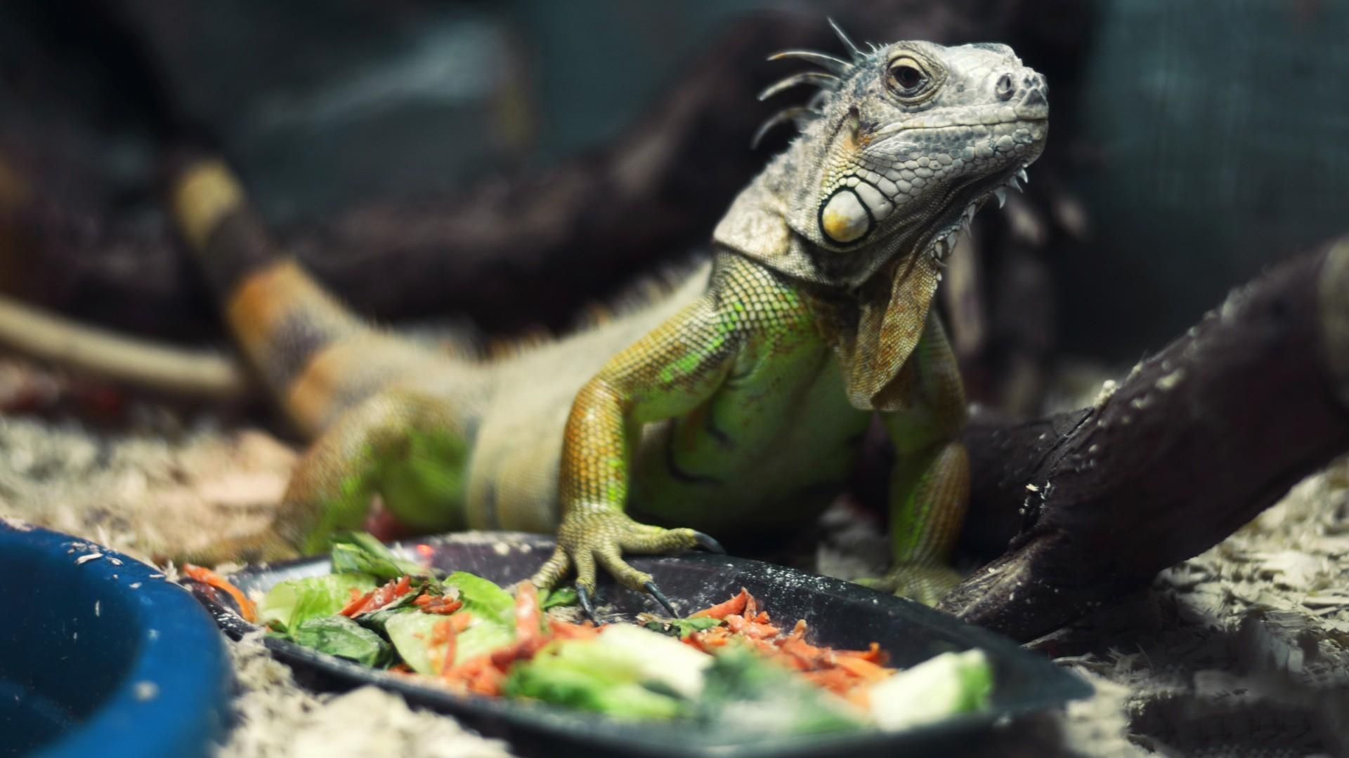 1920x1080 green, reptiles, iguana wallpaper, Desktop