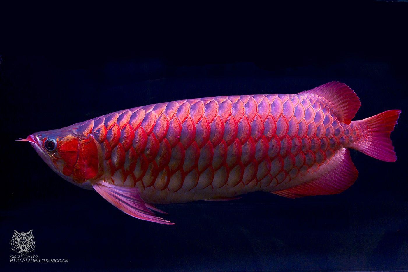 1400x940 Asian Arowana Widescreen Wallpaper 18339, Desktop