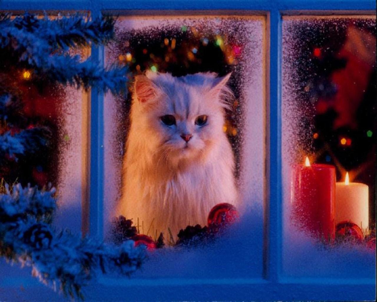 1280x1030 santa's cat, Desktop