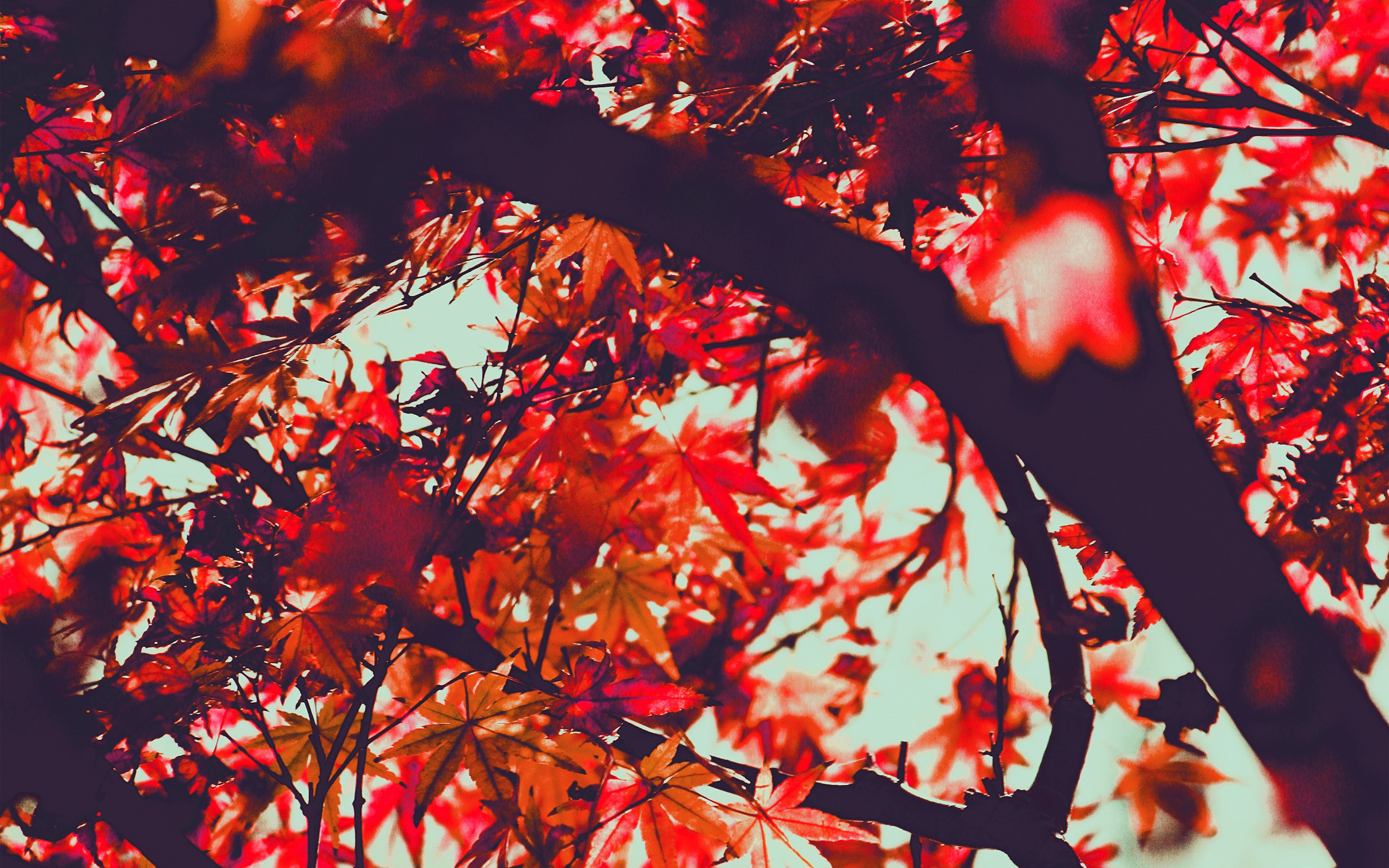 3840x2400 Fall Tree Leaf Autumn Nature Mountain Red Wallpaper, Desktop