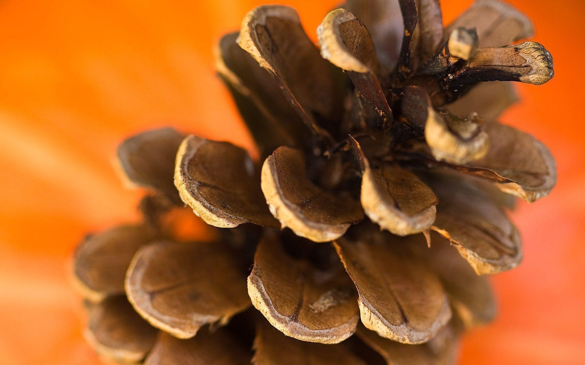 1920x1200 Pine Cone Desktop Wallpaper, Desktop