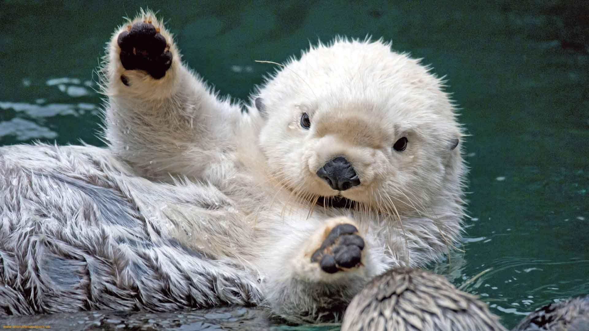 1920x1080 Sea Otter Desktop HD Wallpaper Wallpaper Inn, Desktop