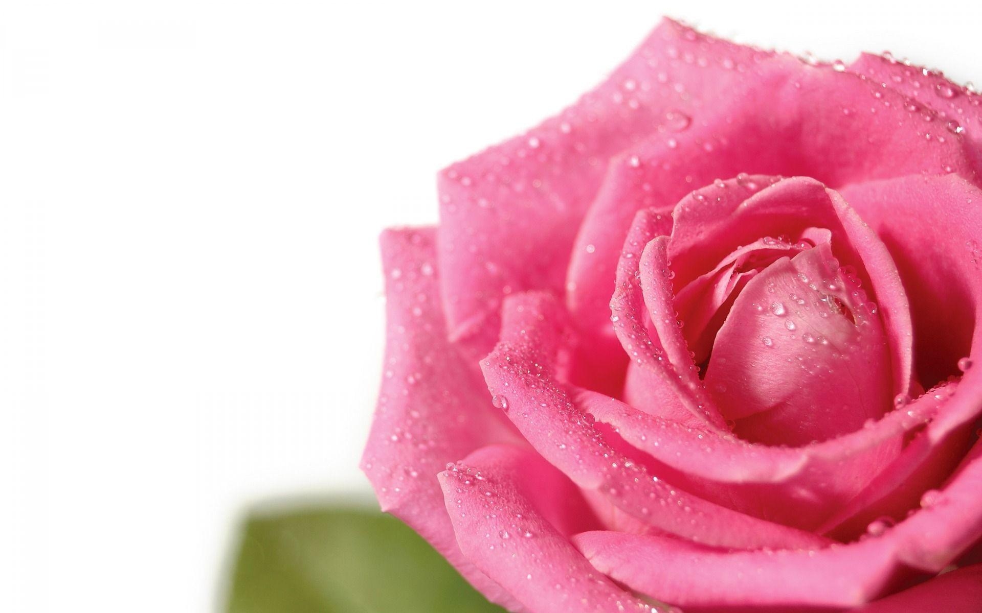 1920x1200 Pink Rose Picture Wallpaper, Desktop