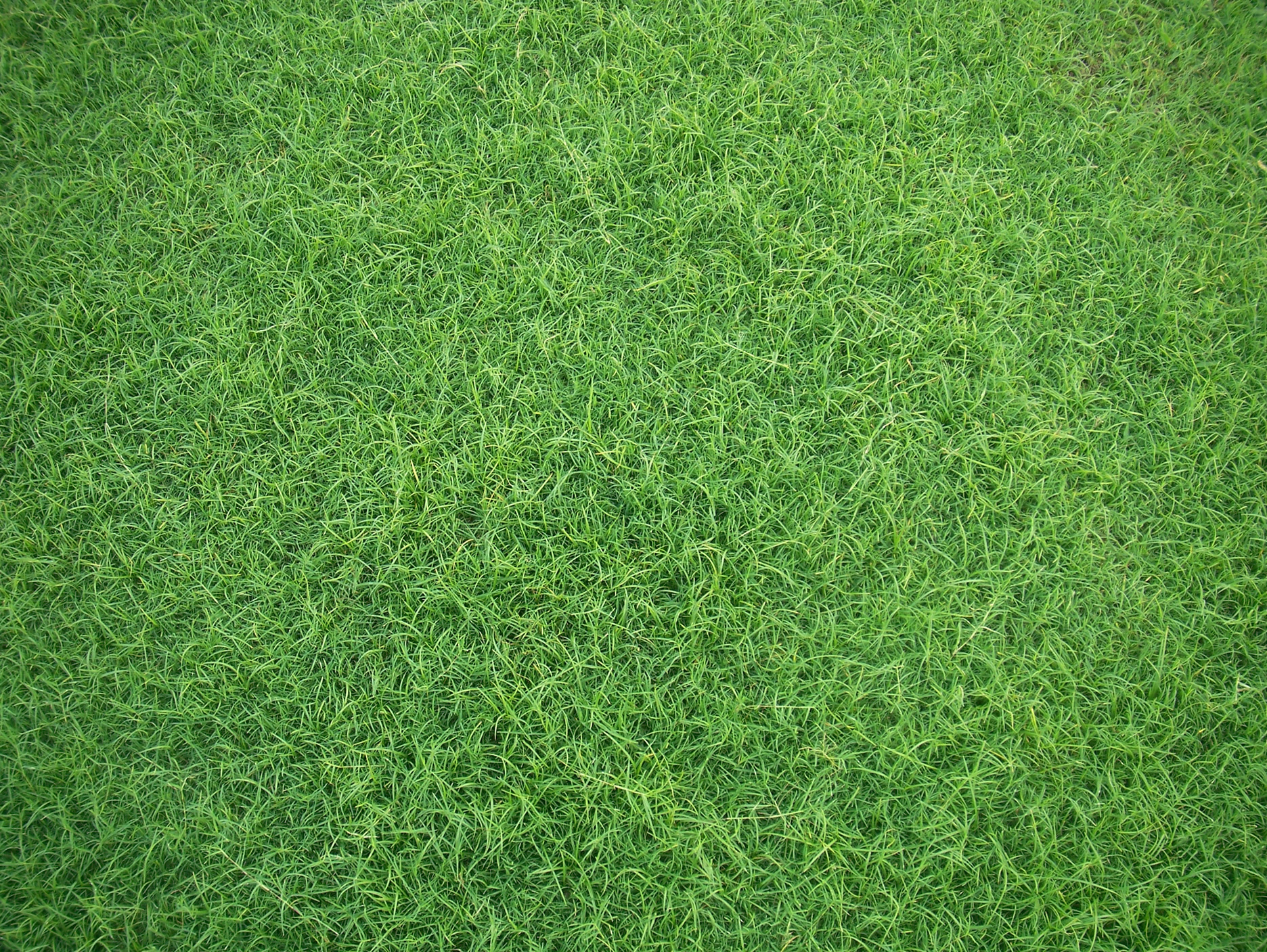 1880x1410 green grass, background, texture, download photo, green grass texture, Desktop