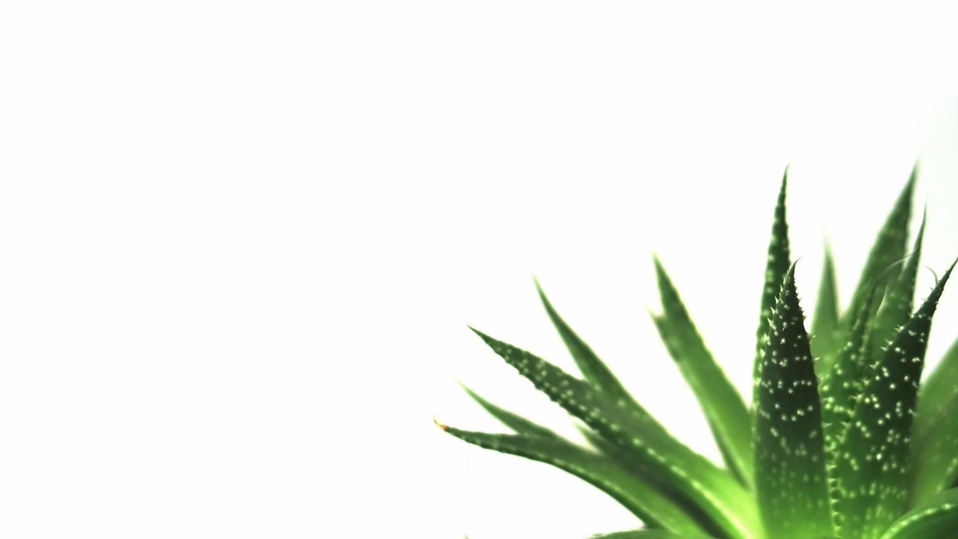 1920x1080 Minimalist Desktop Wallpaper Plants, Desktop