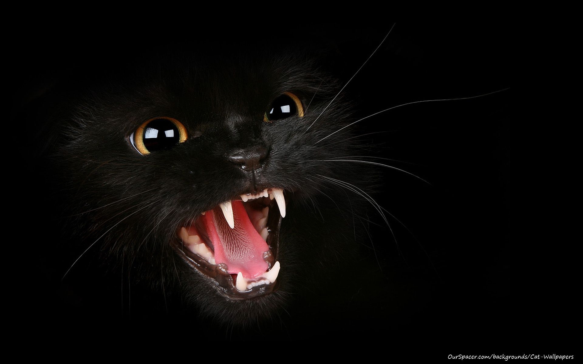 1920x1200 Cat Twitter Background. Awesome Cat Wallpaper, Amazing Cat Wallpaper and Funny Cat Wallpaper, Desktop