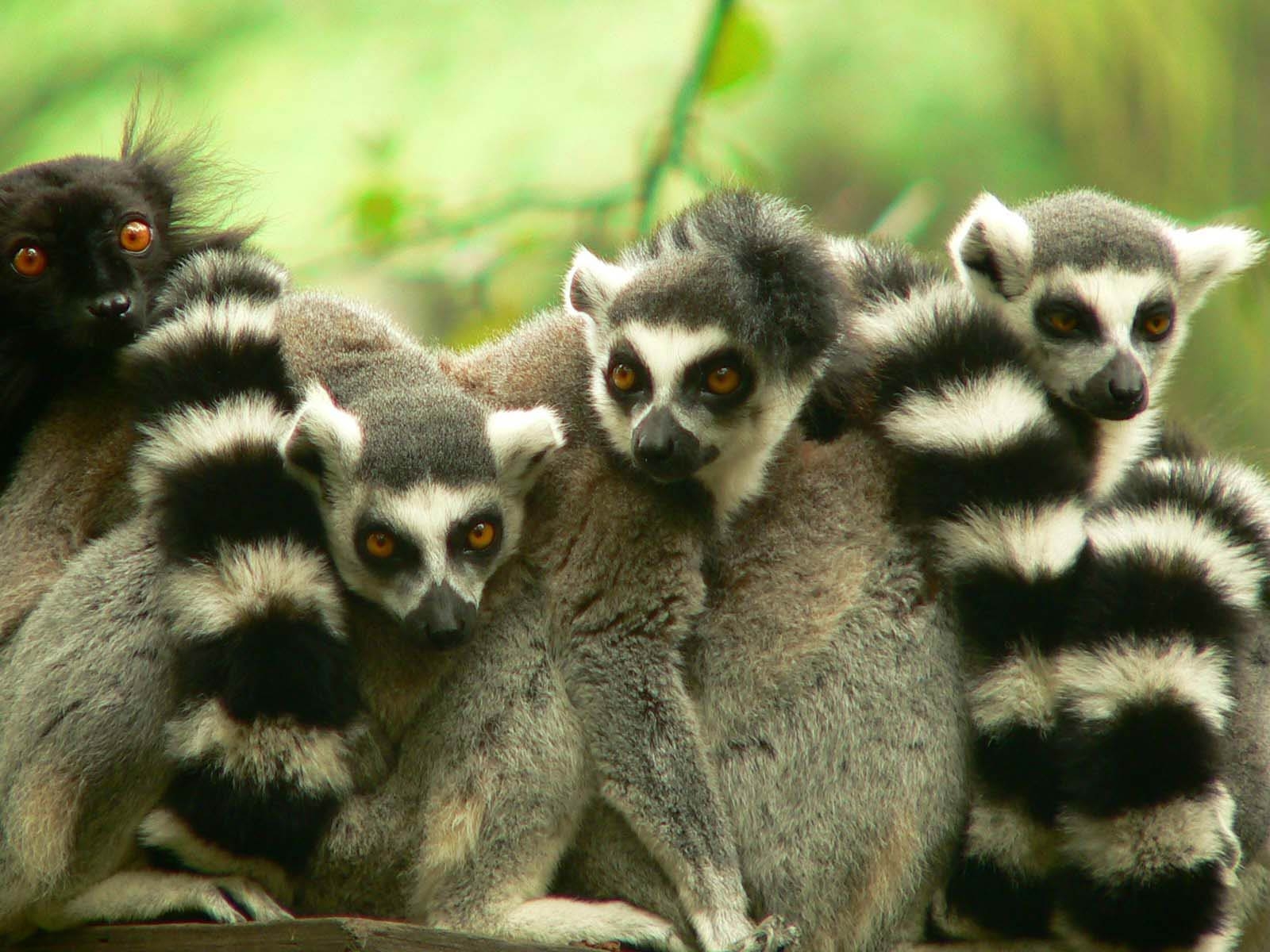 1600x1200 Lemur HD Wallpaper, Desktop