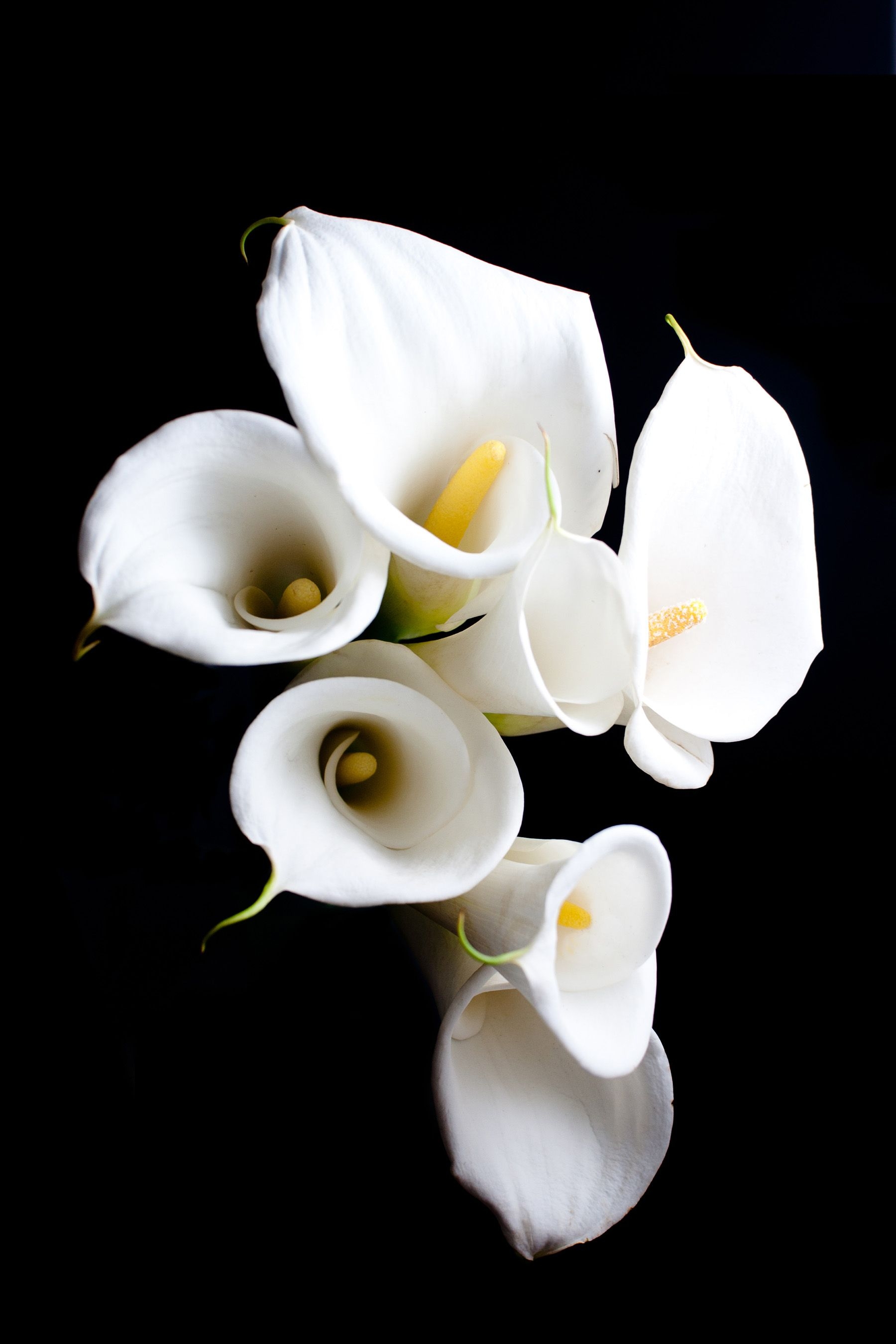 1800x2700 White Calla Lily Flower Close Up 52016, Phone