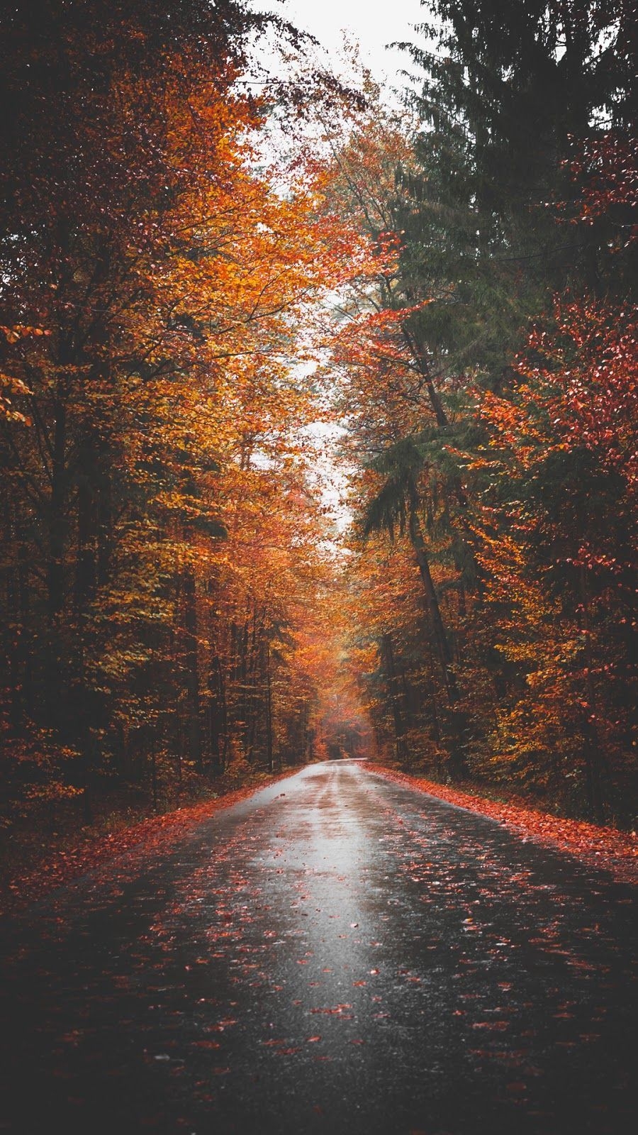 900x1600 Autumn road. iPhone wallpaper photography, Photography wallpaper, Nature photography, Phone