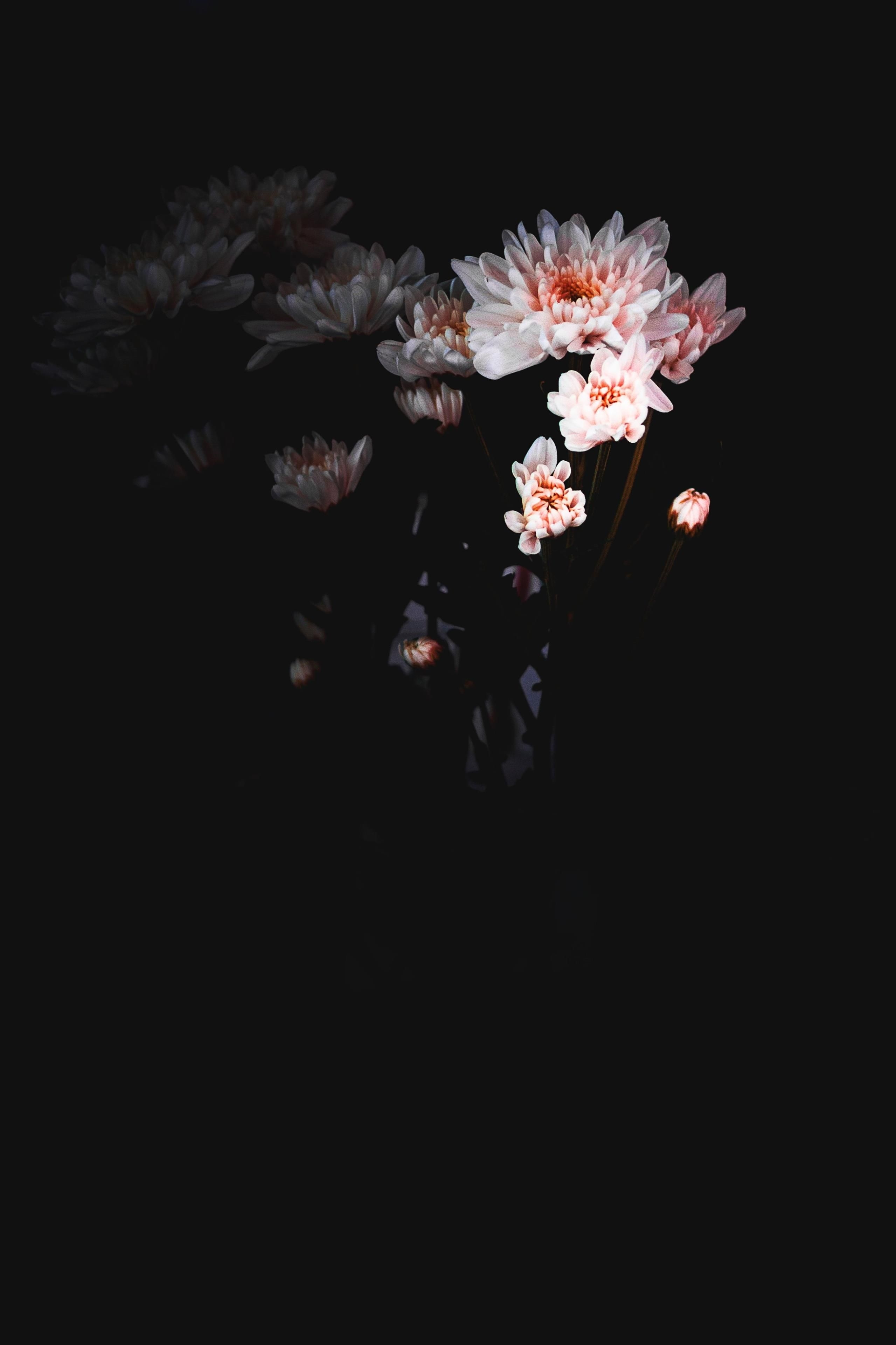 2560x3840 AMOLED Flowers image. flowers, flower wallpaper, wallpaper, Phone