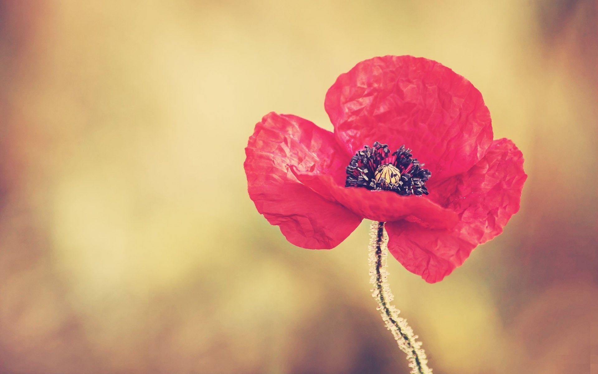 1920x1200 Tag: Poppy Flowers Desktop Wallpaper, Background, Photo, Desktop