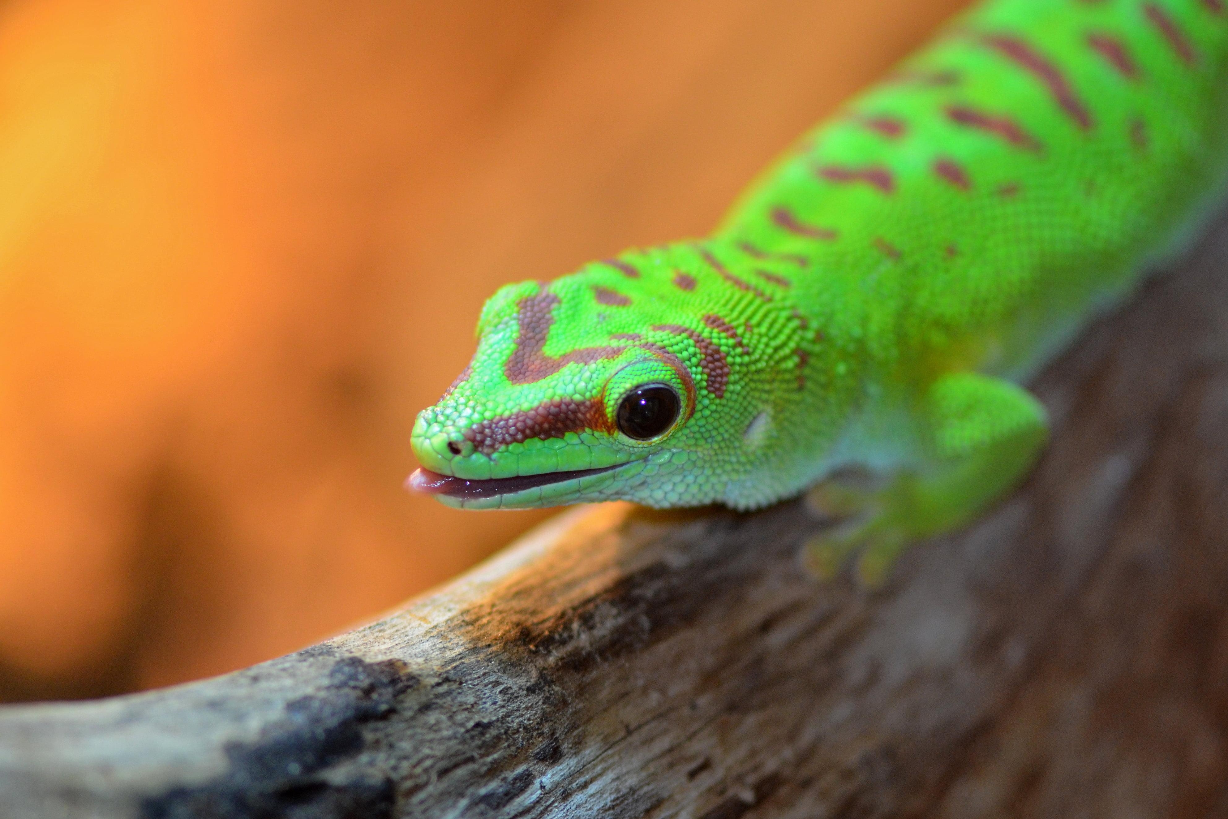 3970x2650 Green reptile on gray log closeup photo, gecko HD wallpaper, Desktop