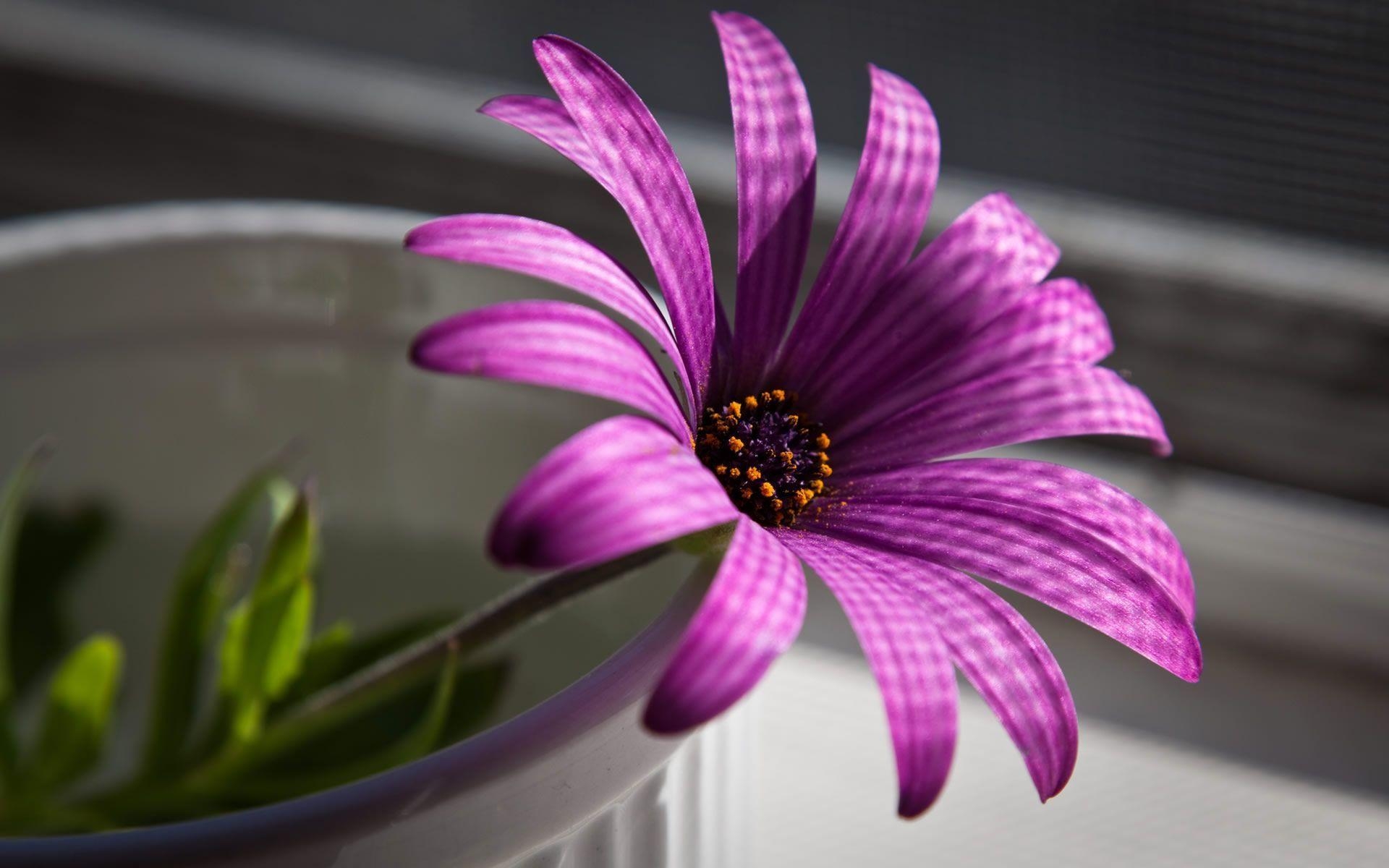 1920x1200 Purple Colored Widescreen Cool Flower Wallpaper, Desktop