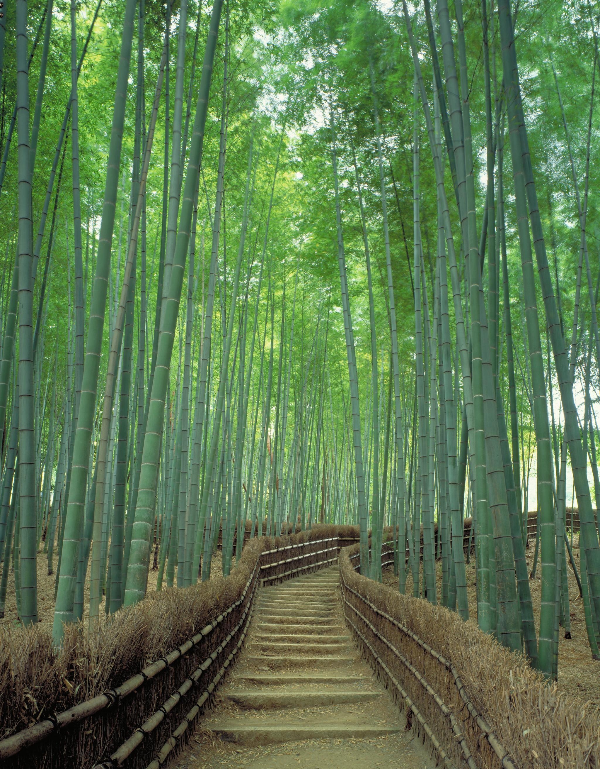 2050x2630 Sagano Bamboo Forest in Kyoto: One of world's prettiest groves. CNN, Phone