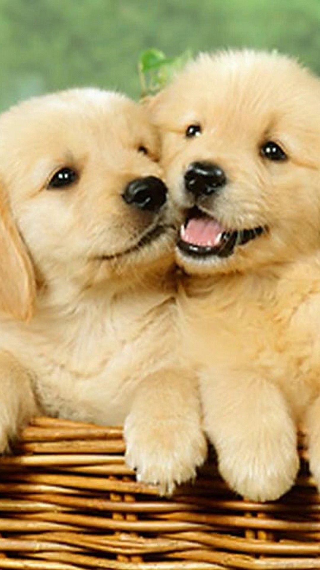 1080x1920 Cute Dog iPhone Wallpaper, Phone