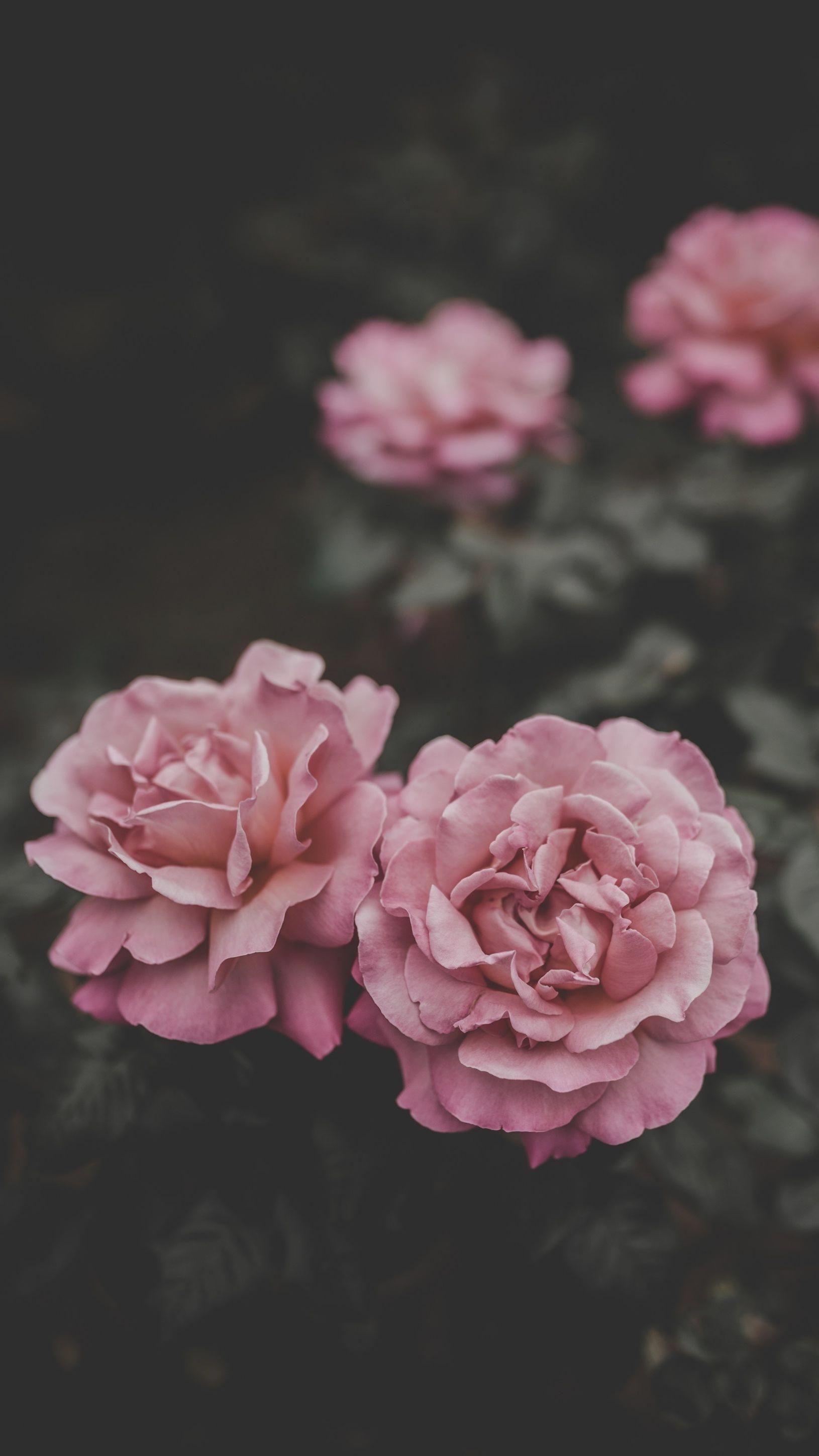 1630x2900 Qhd Wallpaper Rose Wallpaper HD For PC Computer & Android, Phone