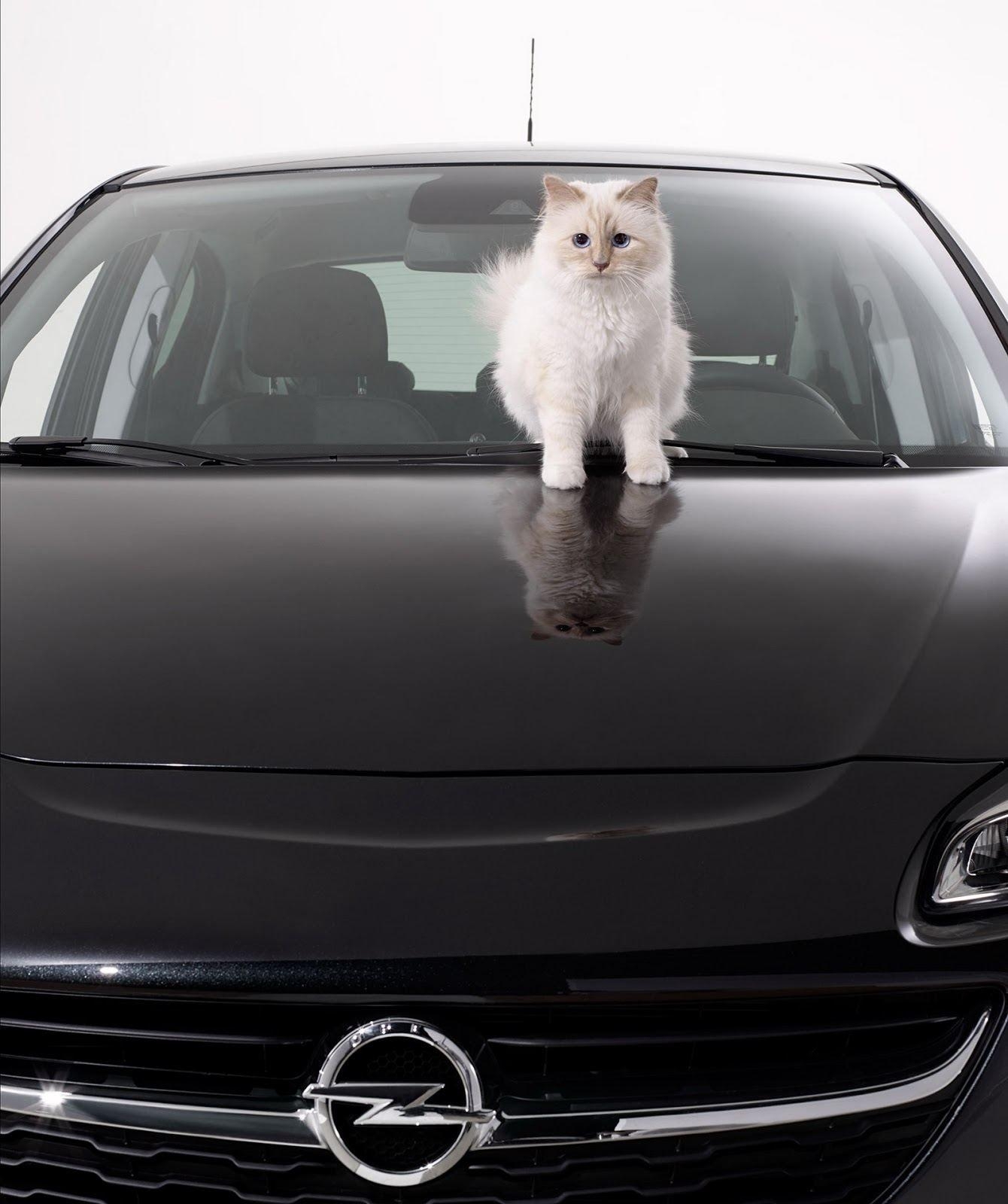 1340x1600 Opel Corsa Callendar with Karl Lagerfeld`s Cat 2015 photo 111225, Phone