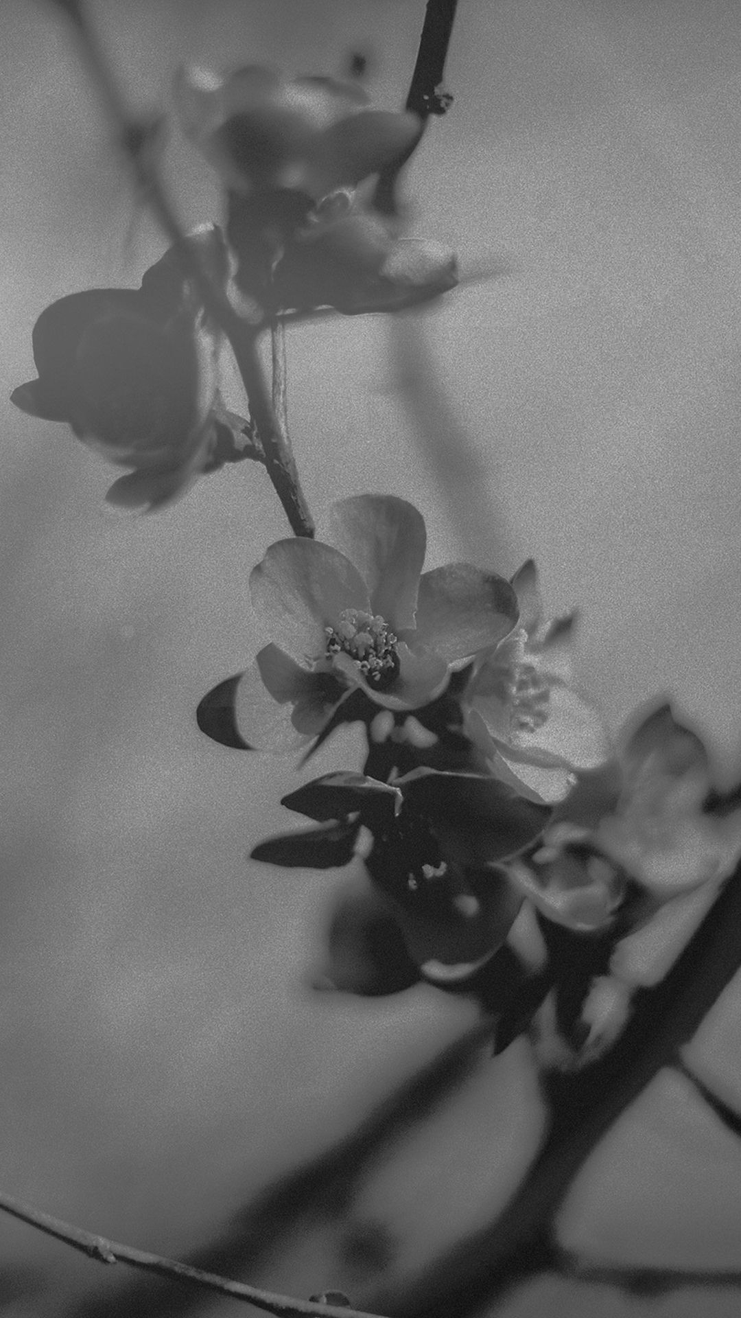 1080x1920 Flower Nostalgia Tree Spring Blossom Nature Bw Dark iPhone 8, Phone