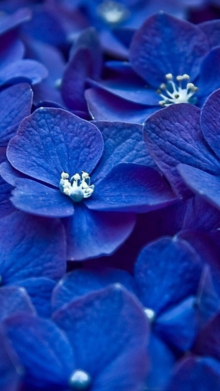 750x1340 Hydrangea Blue Flower iPhone iPhone 6S, iPhone 7 , HD 4k Wallpaper, Image, Background, Photos and Picture, Phone