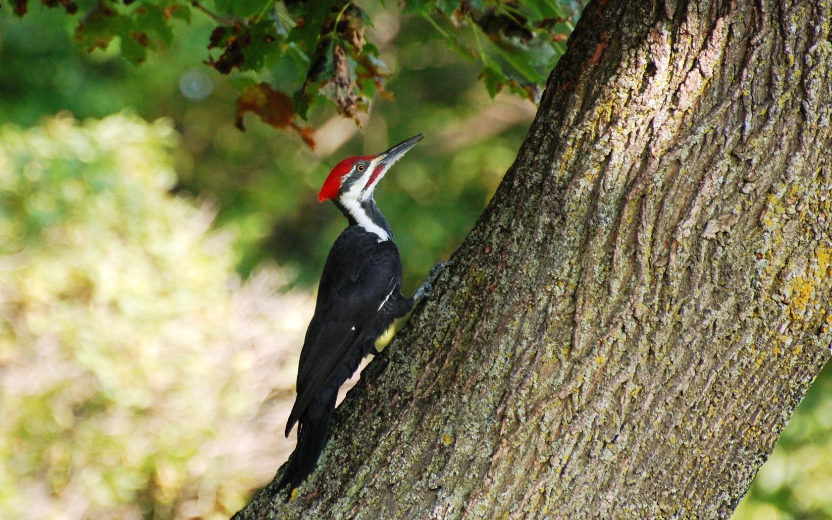 1680x1050 woodpecker wallpaper, Desktop