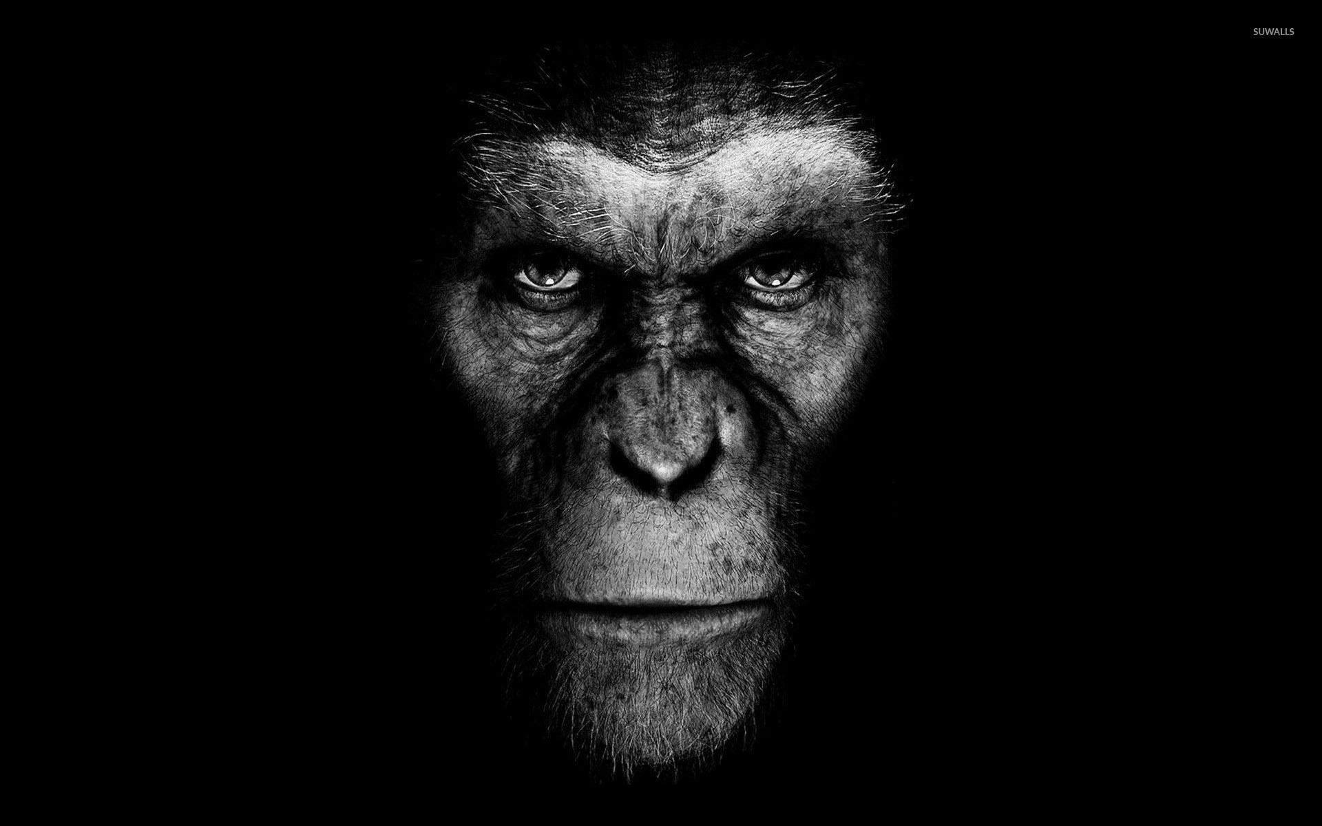 1920x1200 Apes Photo And Wallpaper Download, Desktop