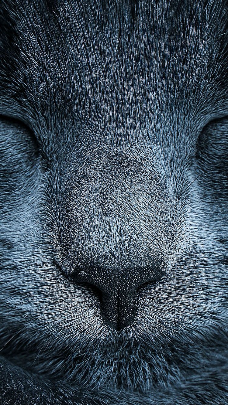 750x1340 iPhone wallpaper. sleeping blue cat zoom nature, Phone