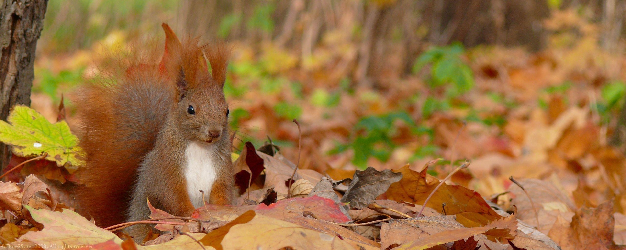 2560x1030 Squirrel Animal Wallpaper 3351 Image HD Wallpaper. Wallfoy.com, Dual Screen