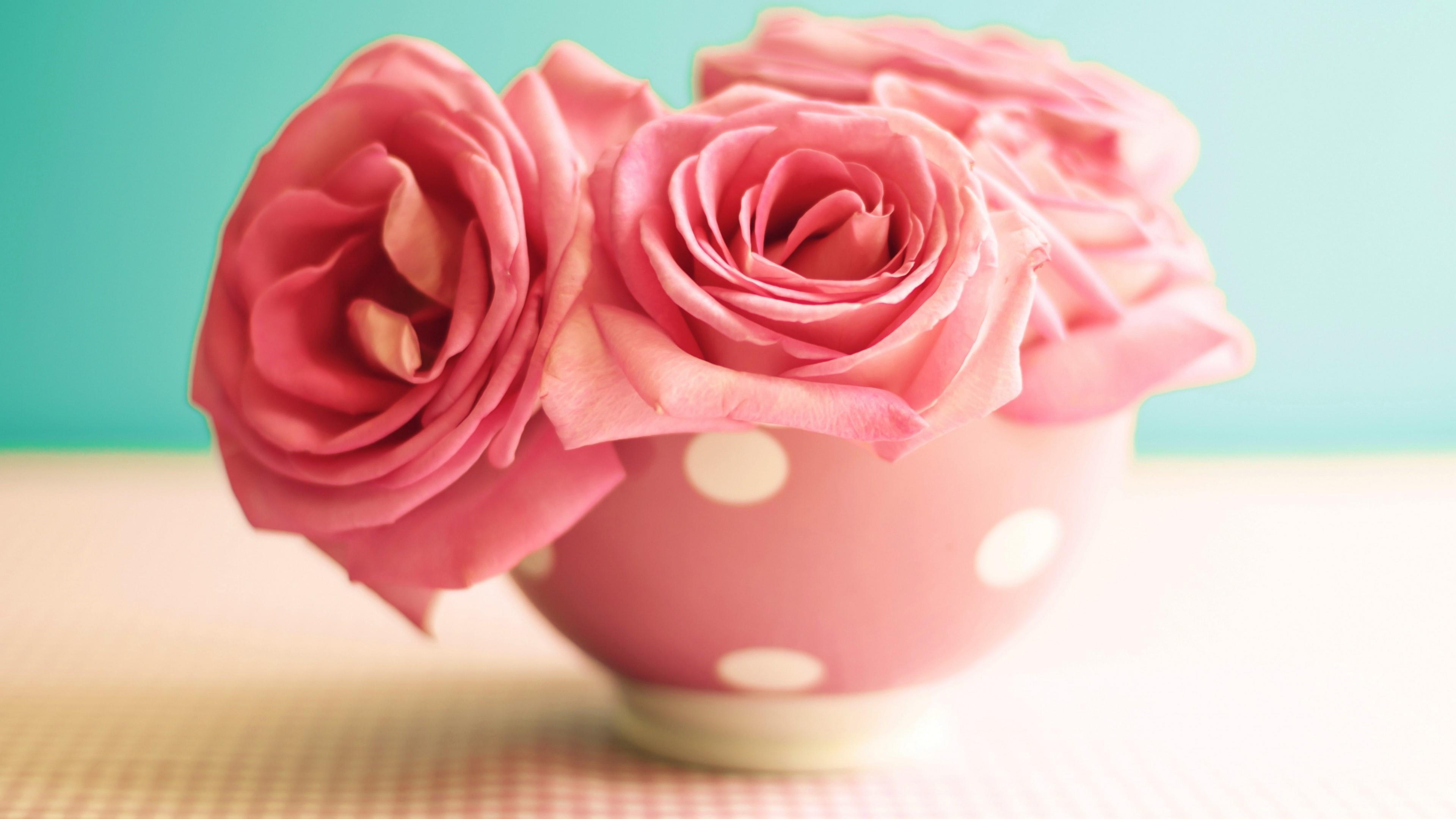 3840x2160 Good Morning Roses On The Table Wallpaper. Wallpaper Studio 10, Desktop