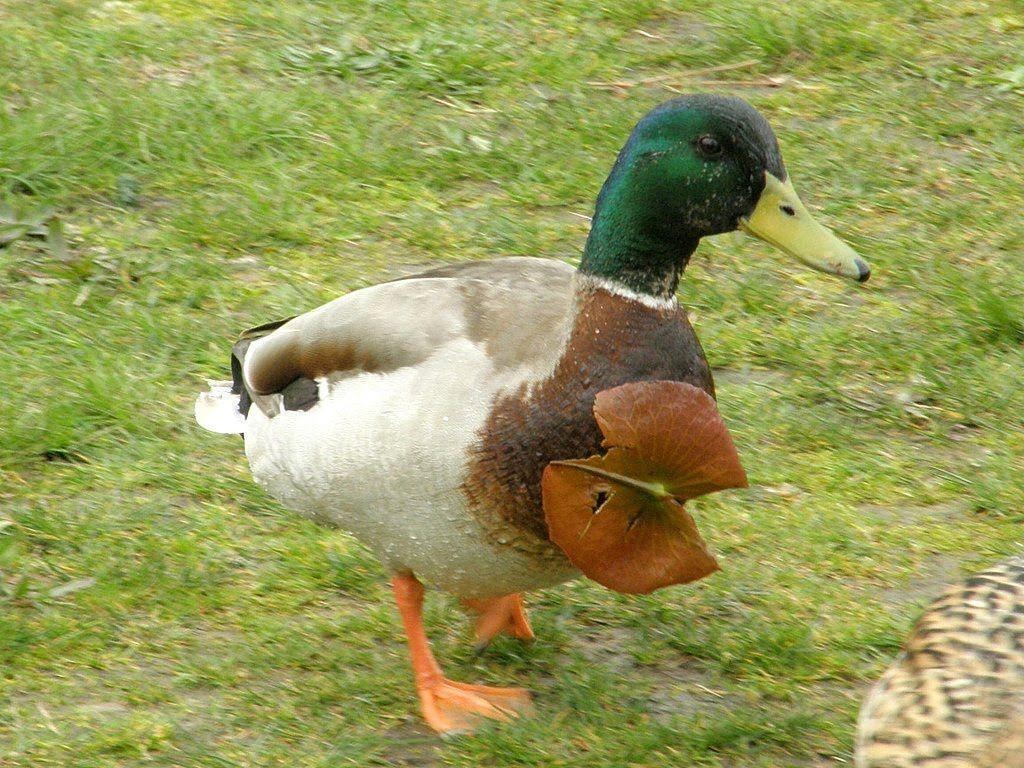 1030x770 Wanderin&; Weeta (With Waterfowl and Weeds): What the gentleman, Desktop