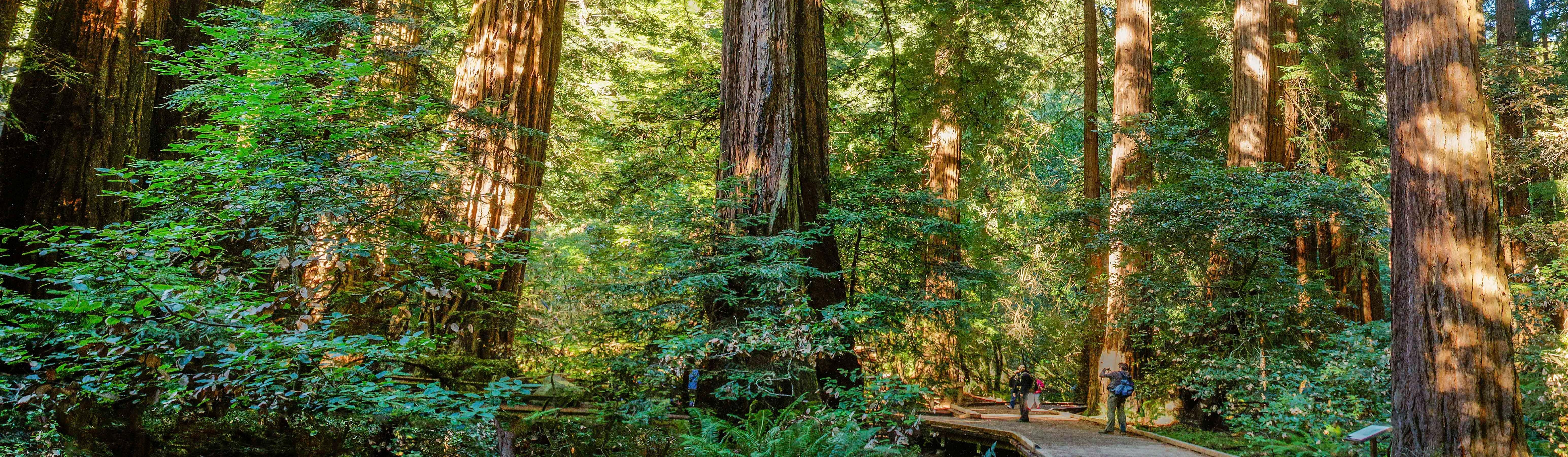 6180x1810 Northern California Redwoods Map Free Printable Muir Woods National, Dual Screen