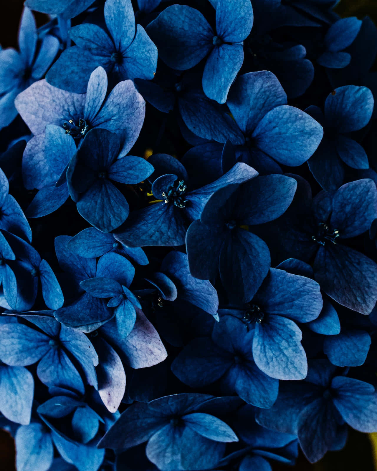 1280x1600 Blue Flowers Phone Wallpaper, Phone