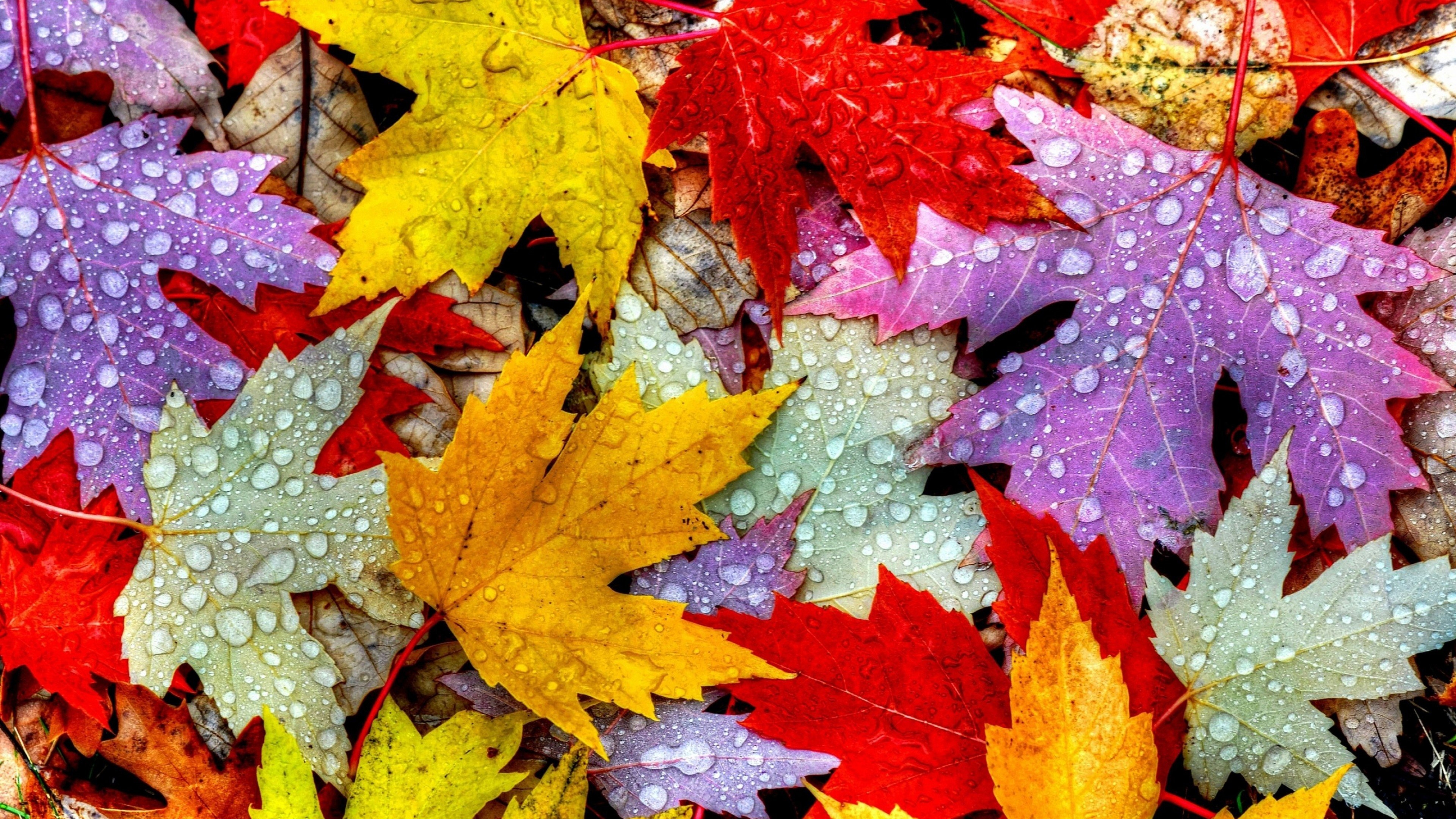 3840x2160 Wallpaper Leaves, 5k, 4k wallpaper, drops, rain, autumn, Nature, Desktop