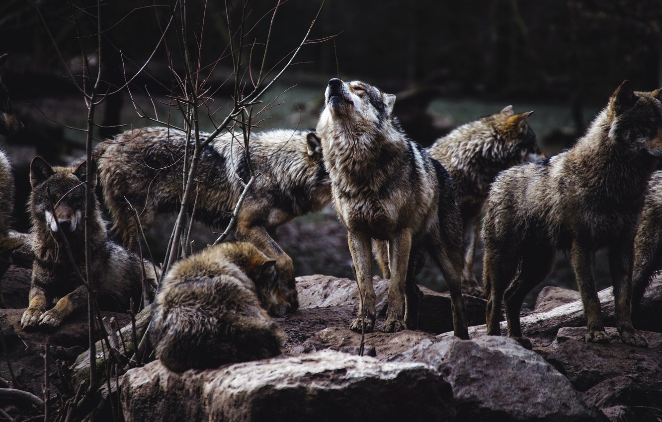 1340x850 Wallpaper forest, branches, nature, pose, the dark background, stones, wolf, pack, wolves, howl, grey, a lot, a pack of wolves, wolf image for desktop, section животные, Desktop