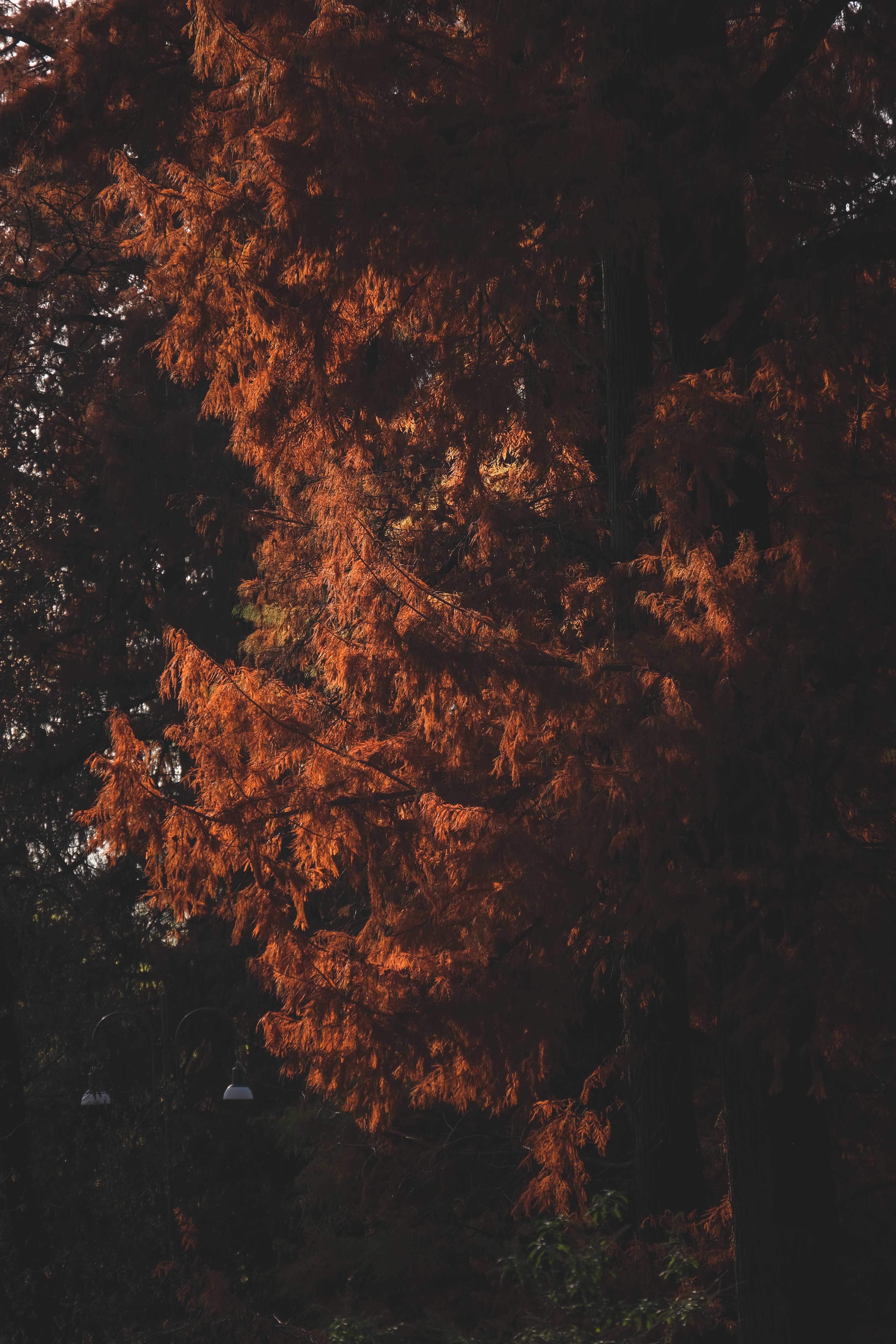 4160x6240 Autumn trees growing in park in daylight · Free, Phone