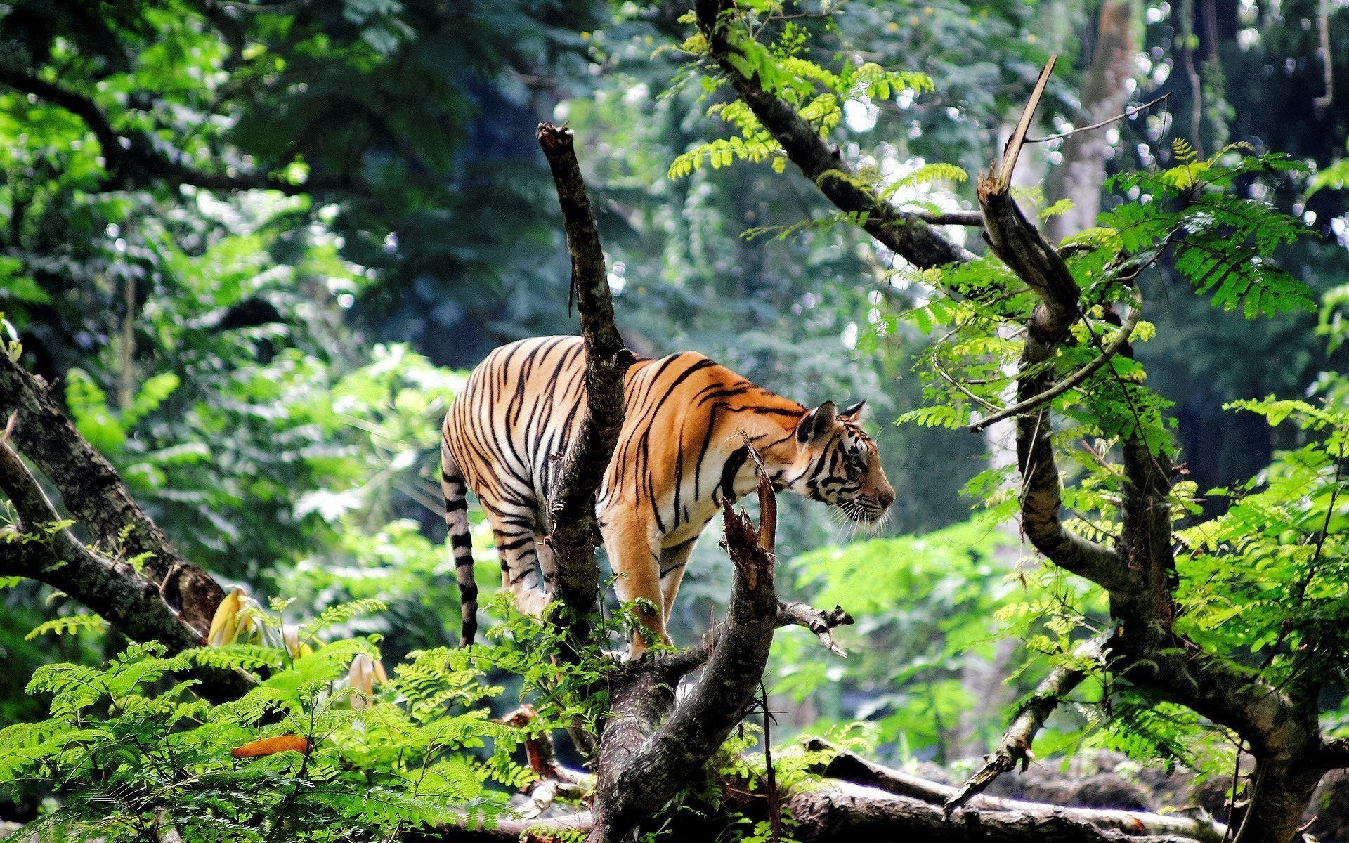 1920x1200 Bengal Tiger in Jungle Wallpaper, Desktop