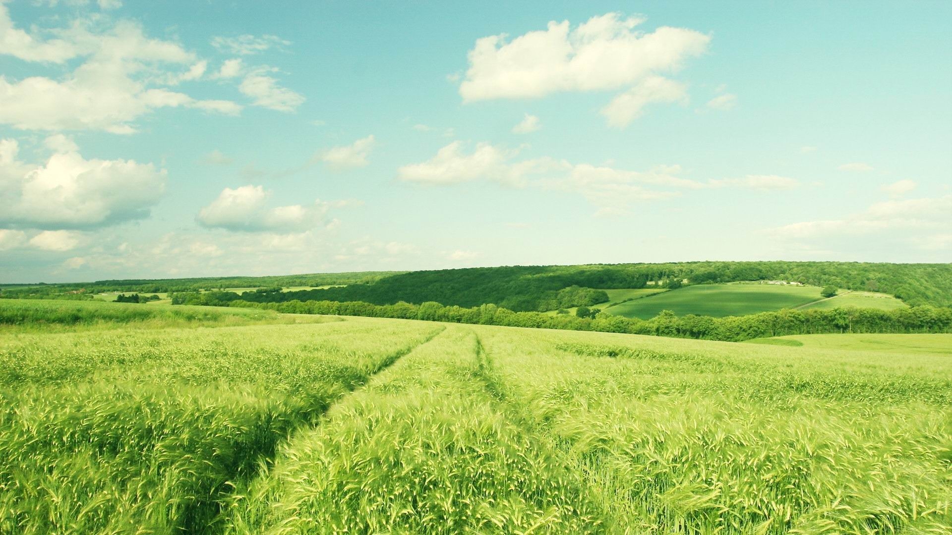 1920x1080 HD Eye Protection Picture Wallpaper(5): sky, corn field and intoxicating cloud. Free Wallpaper World, Desktop