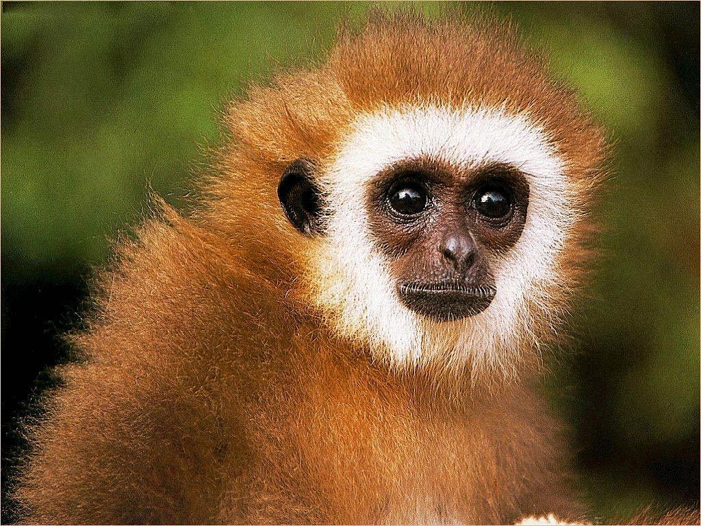 1030x770 Gibbon Wallpaper, Desktop