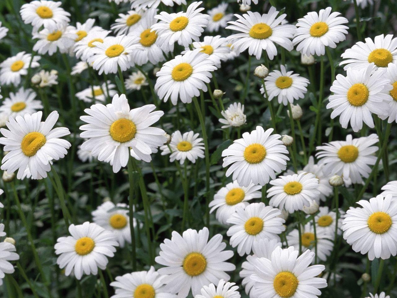 1280x960 daisy flower garden wide. Image And Wallpaper, Desktop