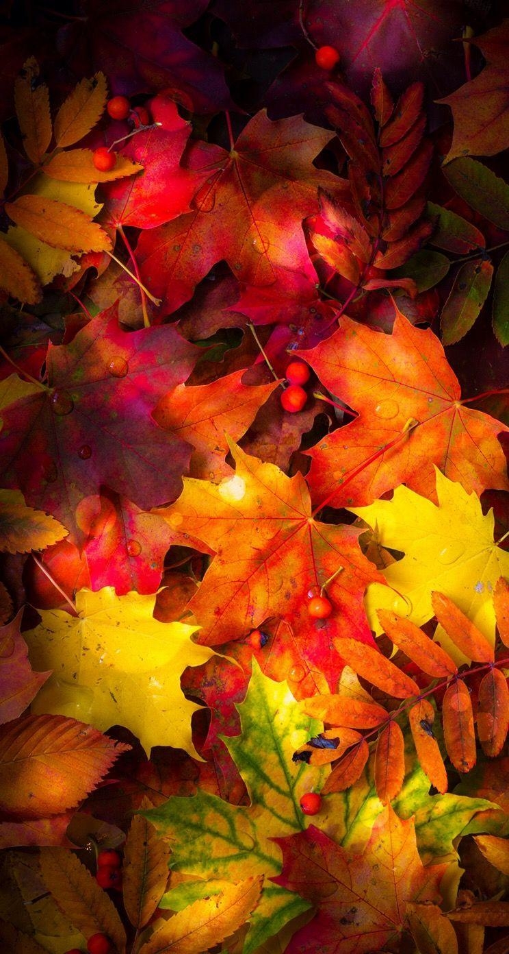 750x1400 Autumn Leaves Wallpaper. *Autumn Fall, Plants And Trees, Phone