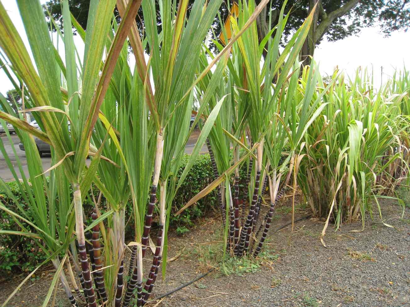 1310x980 Single Sugar Cane Plant, Desktop