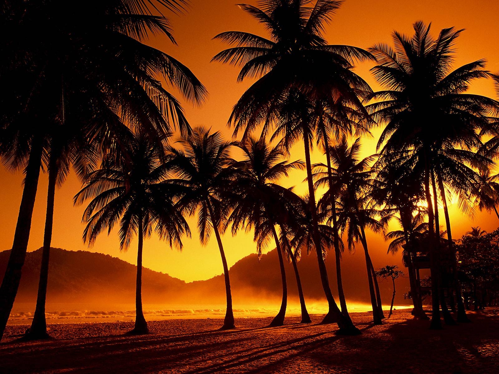 1600x1200 Palm Trees Silhouette HD desktop wallpaper Widescreen High. HD, Desktop