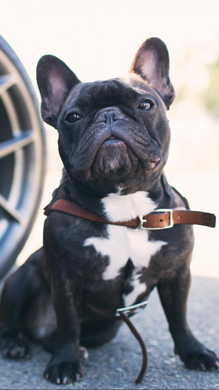 750x1340 Awesome French Bulldogs Wallpaper in HD Quality, Phone