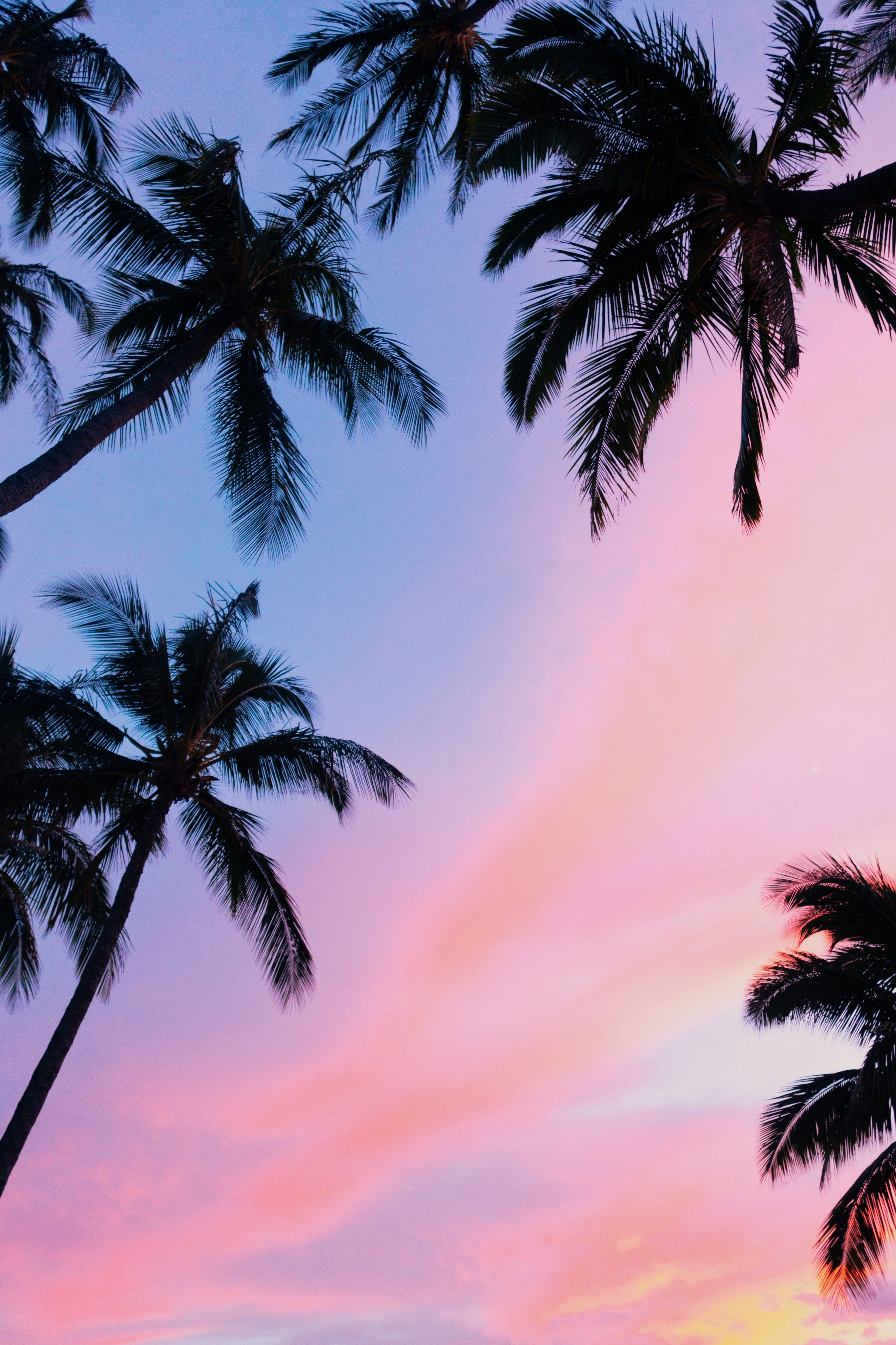 4000x6000 Palm Tree Picture [HD]. Download Free Image, Phone