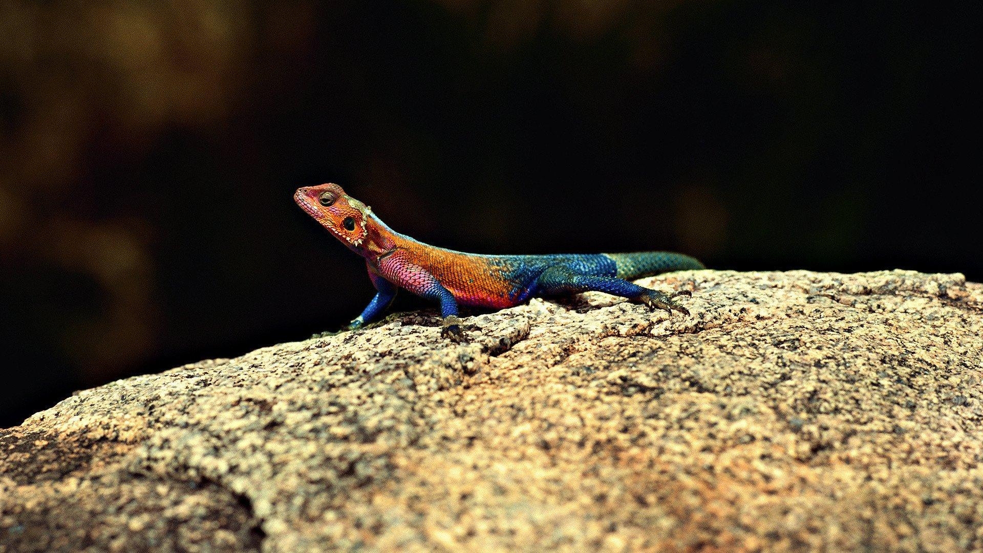 1920x1080 Agama HD Wallpaper, Desktop