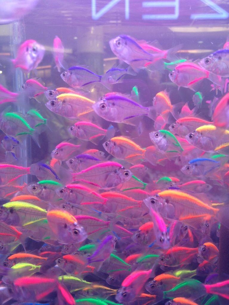 770x1030 neon tetra fish, aesthetic, futuristic, grunge. Colorful, Phone